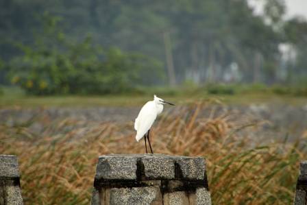 Kvegegretten: En global suksesshistorie innen naturlig skadedyrbekjempelse