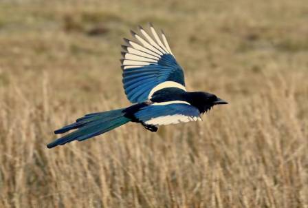 4 Things You Must Know About Black-Billed Magpies