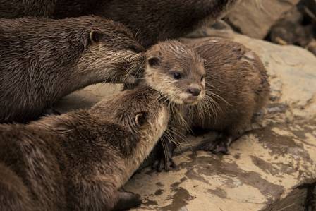 Essential Guide to the Asian Small-Clawed Otter