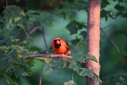 21 Mest fargerike fugler: Natures livlige mesterverk