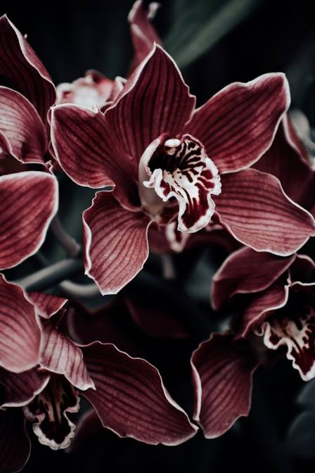10 of the Rarest Orchids on Earth