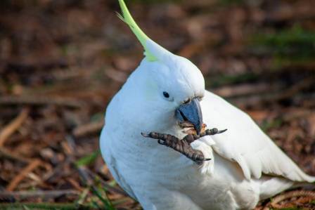 Hvit paraplykakadue (Cacatua alba) — Faktaark (parafrasert)