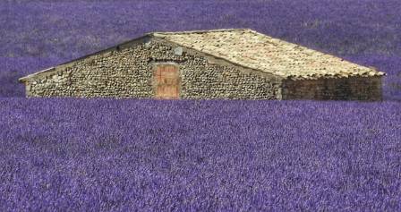 The Best Lavender Farms in Sequim, Washington