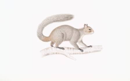 Omfattende guide: Skissere et ekorn med grafittblyanter