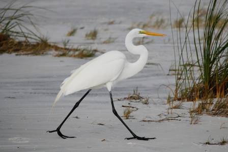 An Overview of Egrets: Biology and Conservation