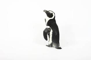 Fakta Menarik Mengenai Ilustrasi dan Desain Karakter Penguin Kaisar