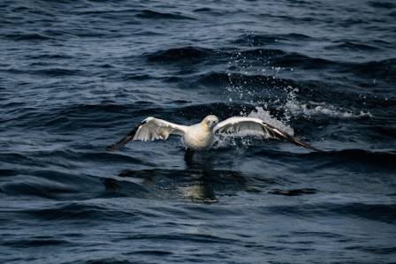 De mest utrolige tingene du aldri visste om havsule