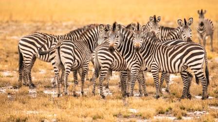 5 viktige fakta om sebraer