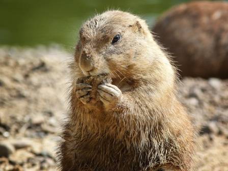 5 ting du trenger å vite om den meksikanske præriehunden