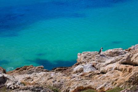 Visiting South Africa’s Famous Penguins: A Stop At Foxy Beach & Boulders Beach