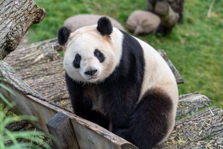 Top 10 Fascinating Facts About Giant Pandas