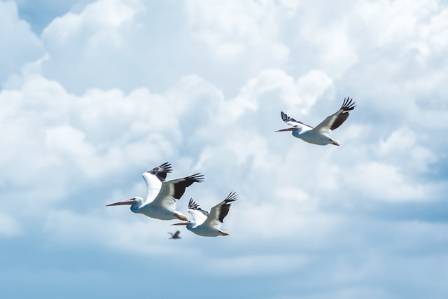 10 Fascinating Facts About Pelicans