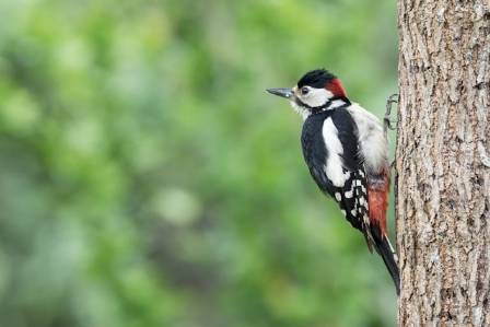 Hakkespetter: Skogens vitale kjerne