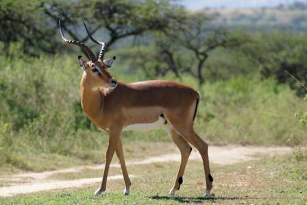 Essential Information Regarding the Global Antelope Population