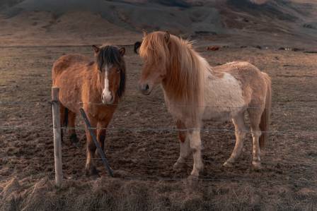 Den islandske hesten: Et årtusen med grasiøshet, historie og kulturell arv