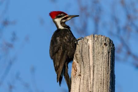 Fire viktige fakta om hakkespetten