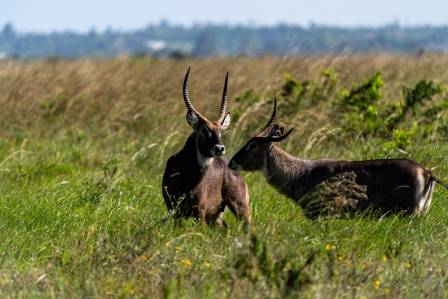 Vannbukk: 8 mest overraskende sannheter om Afrikas misforståtte antilope