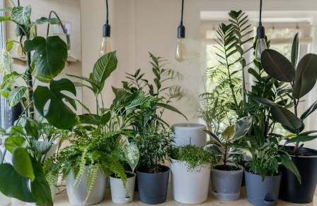 7 Science-Supported Advantages of Indoor Plants