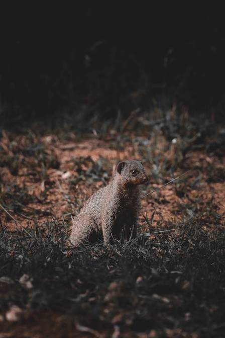 10 merkelige og fascinerende fakta om den båndede mongoosen