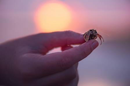 Viktige realiteter om eremittkrepsen
