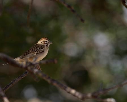 Five Unique Insights Into the Horned Lark