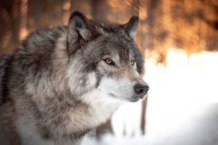 Hungry as a Wolf: The Flexible and Opportunistic Diet of Canis lupus