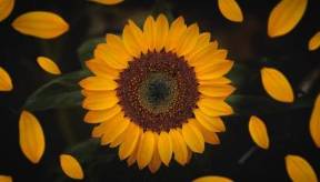 Comprehensive Insights into Sunflowers: Nature's Happiest Bloom
